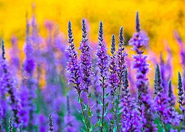 传闻称索尼或将推出《使命召唤21》主题PS5同捆套装